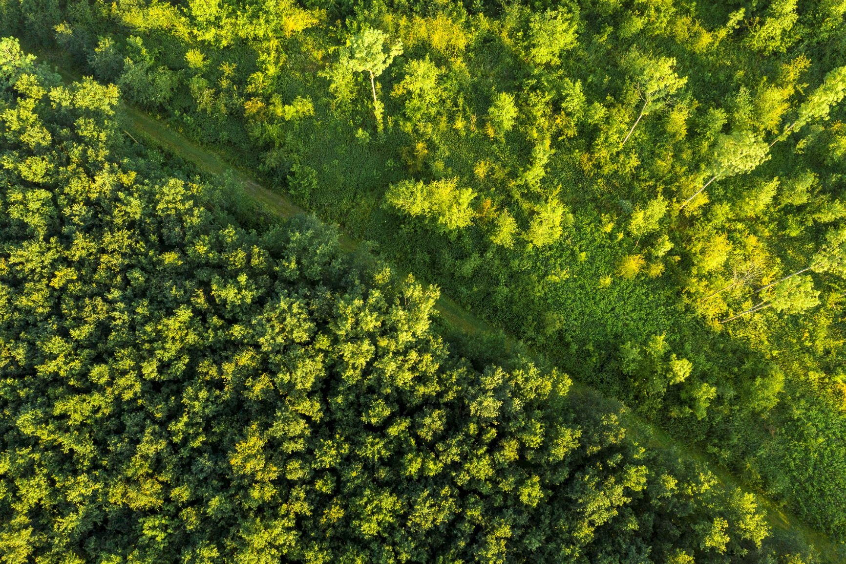 Waalse bos luchtfoto-1